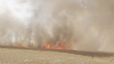 Wildfire spreading accross field 2 Stock Footage 245395231