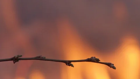 Wildfire, spreading flames of forest fire Video stock 129606420