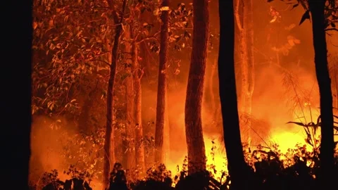 Wildfire spreading through a dark forest at night Video stock 336474122