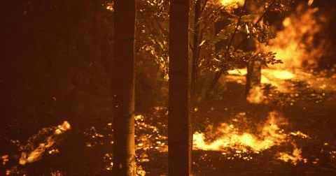 Wildfire spreads rapidly through a dense forest during a dry evening Stock Illustration