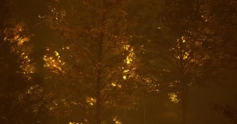 Wildfire spreads through trees during night in forest Stock Illustration