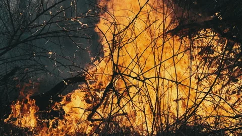 Wildfire in Spring Forest, Burning Dry Grass, Trees, Bushes, Flames and Smoke Video stock 152173339