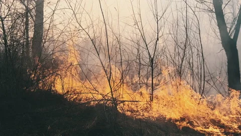 Wildfire in Spring Forest, Burning Dry Grass, Trees, Bushes, Flames and Smoke Stock Footage 152541587