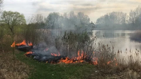 Wildfire in Spring Forest, Burning Dry Grass, Trees, Bushes, Flames and Smoke Video stock 296155322