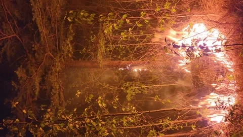 Wildfire taking hold in dry scrub and up small tree trunks during dry Video stock 244224241