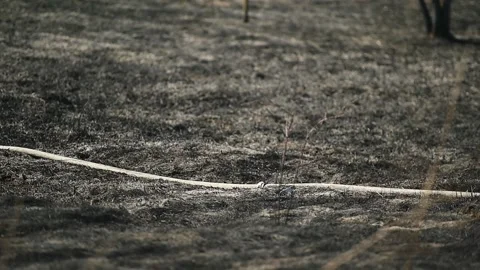 Wildfire in Vacaresti Natural Park, the largest green space in Bucharest 스톡 동영상 192528539