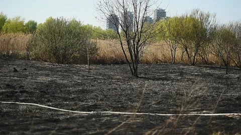Wildfire in Vacaresti Natural Park, the largest green space in Bucharest Video stock 192528549
