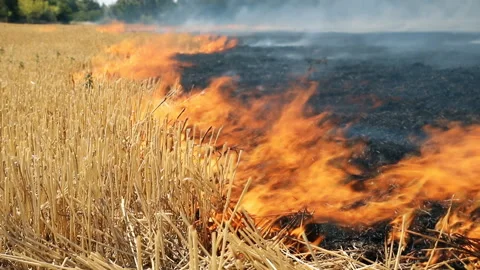 Wildfire on wheat field stubble after harvesting near forest. Burning dry grass Stock Footage 151886197