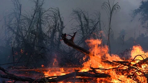 Wildfire while drought close-up flame. Air Pollution  from burning farm fields. Stock Footage 106439992