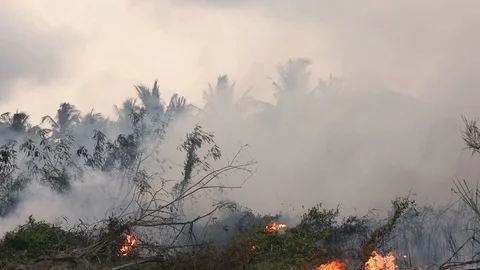 Wildfire while drought close-up flame. Smoke and air Pollution from agricultural Stock Footage 107183022