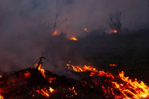 Wildfire while drought close-up flame. Smoke and air Pollution from agricultu Фото