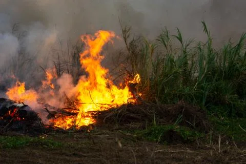 Wildfire while drought close-up flame. Smoke and air Pollution from agricultu Фото