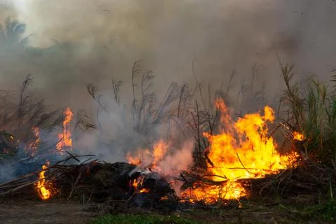 Wildfire while drought close-up flame. Smoke and air Pollution from agricultu 스톡 사진