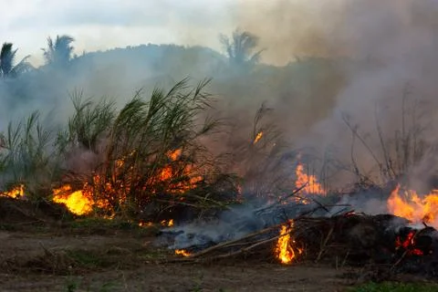 Wildfire while drought close-up flame. Smoke and air Pollution from agricultu 스톡 사진