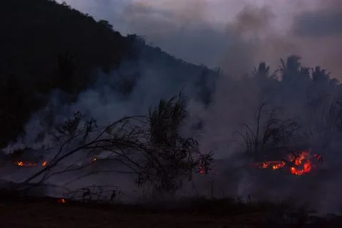 Wildfire while drought close-up flame. Smoke and air Pollution from agricultu 스톡 사진