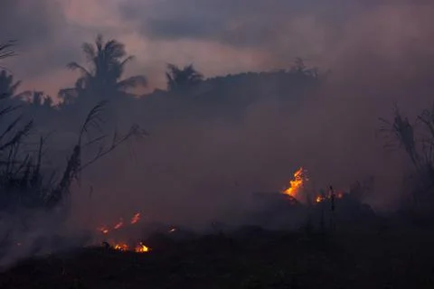 Wildfire while drought close-up flame. Smoke and air Pollution from agricultu 스톡 사진