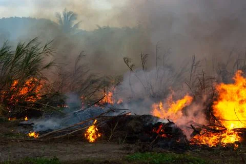 Wildfire while drought close-up flame. Smoke and air Pollution from agricultu 스톡 사진