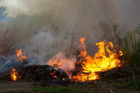 Wildfire while drought close-up flame. Smoke and air Pollution from agricultu Фото