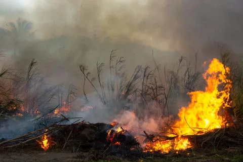 Wildfire while drought close-up flame. Smoke and air Pollution from agricultu Фото