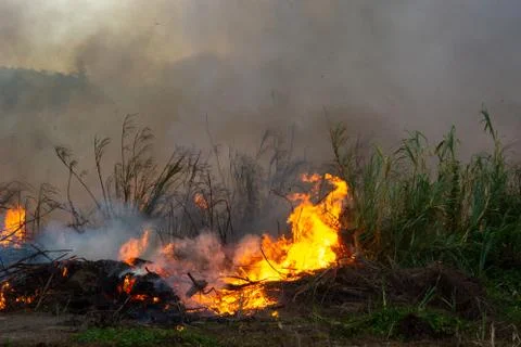 Wildfire while drought close-up flame. Smoke and air Pollution from agricultu Stock Photos