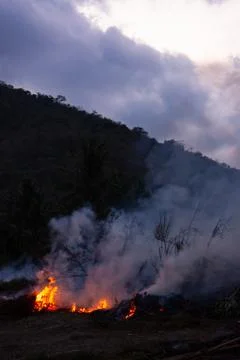 Wildfire while drought at night, close-up. Smoke and air Pollution from agric 스톡 사진