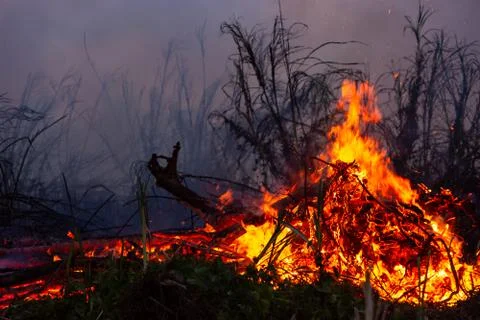 Wildfire while drought at night, close-up. Smoke and air Pollution from agric 库存照片