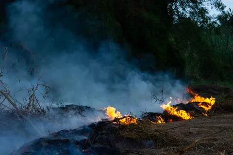 Wildfire while drought at night, close-up. Smoke and air Pollution from agric Foto stock
