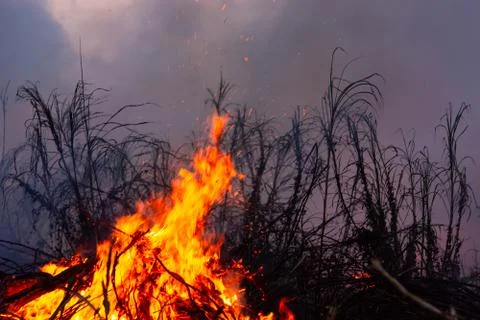 Wildfire while drought at night, close-up. Smoke and air Pollution from agric Stock Photos