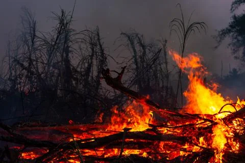 Wildfire while drought at night, close-up. Smoke and air Pollution from agric 스톡 사진
