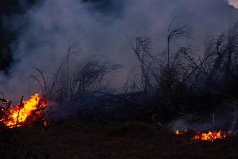 Wildfire while drought at night, close-up. Smoke and air Pollution from agric Фото