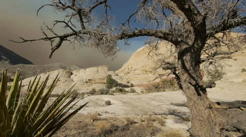 Wildfire wilderness 360 degree pan wild photographer Stock Footage 34113291