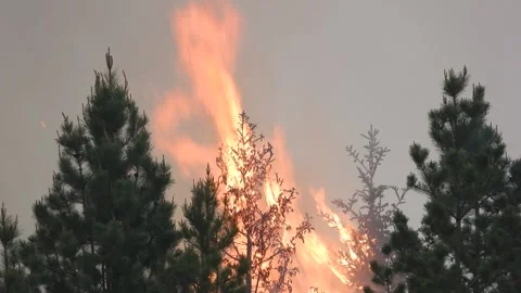 Wildfires rage, flames soar past trees, smoke fills sky for miles in Stock Footage 242995329