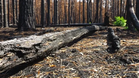 Wildfires in spring. forest after wildfire, wildfire ash, burnt trees. burnt Stock Footage 271379189