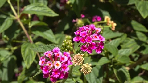 Wildfllowers Stock Footage 282848916