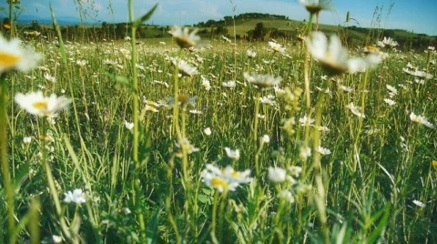 Wildflovers dolly 1 Stock Footage 782287