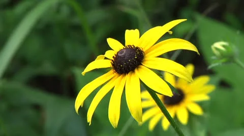 Wildflower 20 스톡 동영상 25537935