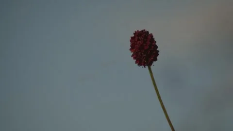 Wildflower alone blurry background Stock Footage 280194511