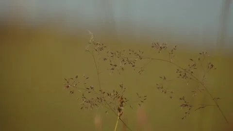 Wildflower alone blurry background Stock Footage 280194551