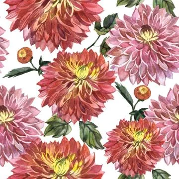 Wildflower aster flower pattern in a watercolor style isolated Stock Illustration