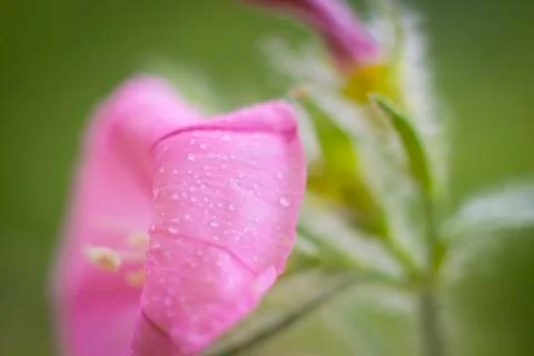 Wildflower background Stock Photos