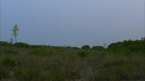 Wildflower in beach grasses Stock Footage 87763541