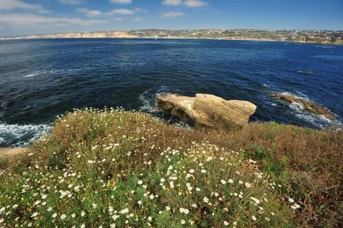 Wildflower on beach Stock Photos