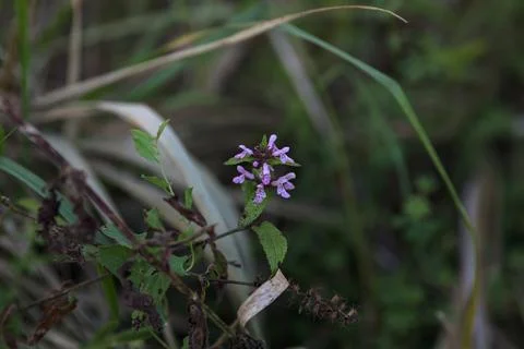 Wildflower in bloom Stock Photos