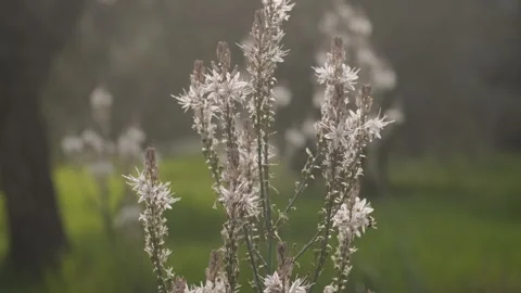 Wildflower Blossoms in Spring Light Stock Footage 282925636