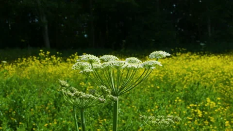 Wildflower blowing in the wind Stockbeeldmateriaal 155579591