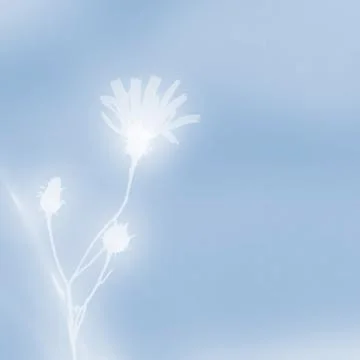 Wildflower on a blue Stock Illustration