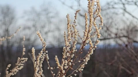 Wildflower Breeze Early Spring 30 fps Stock Footage 305283181