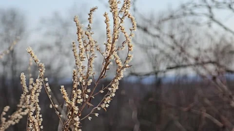 Wildflower Breeze Early Spring 60fps no sound Stock Footage 305283381