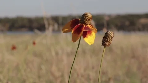 Wildflower in the breeze in evening sun Stock Footage 70584384
