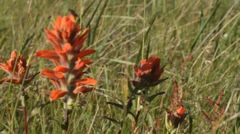 Wildflower in breeze Stock Footage 25542042